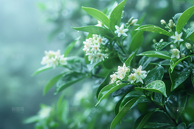 桂花四季桂芬芳摄影图