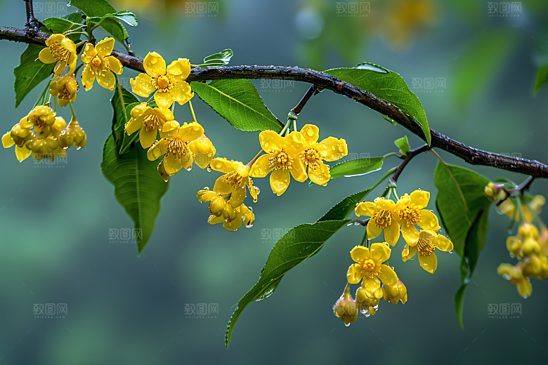 桂花金桂自然摄影图