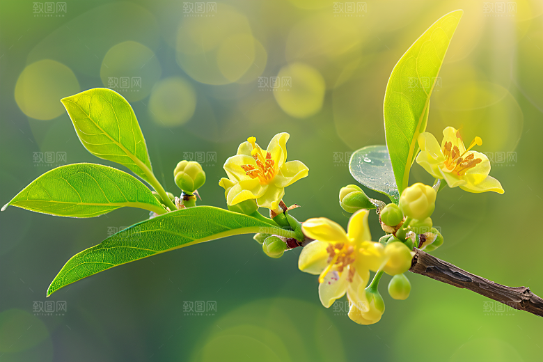 桂花金桂清新摄影图