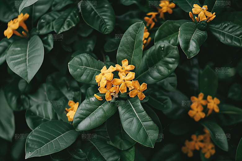 桂花植物花卉摄影图