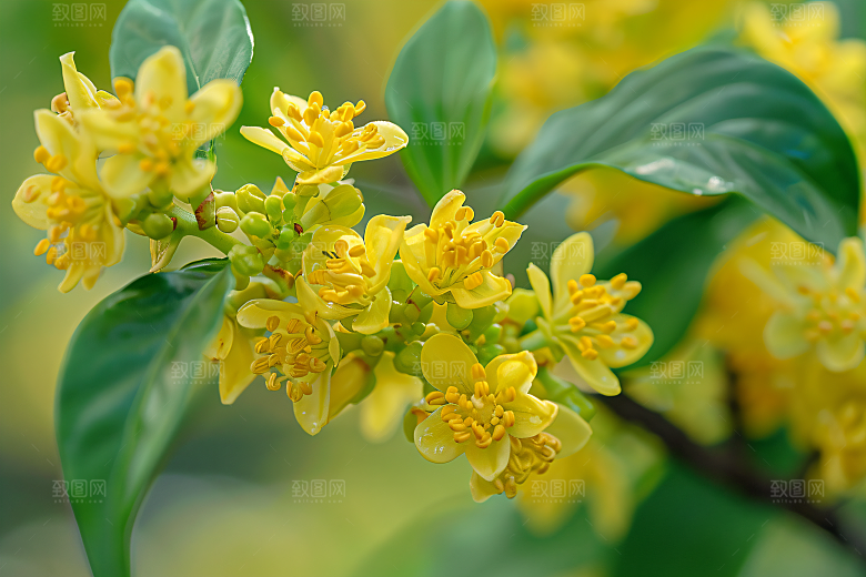 桂花自然四季桂摄影图