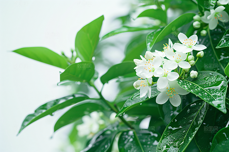 桂花树木秋季摄影图