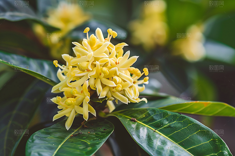 桂花植物高清摄影图