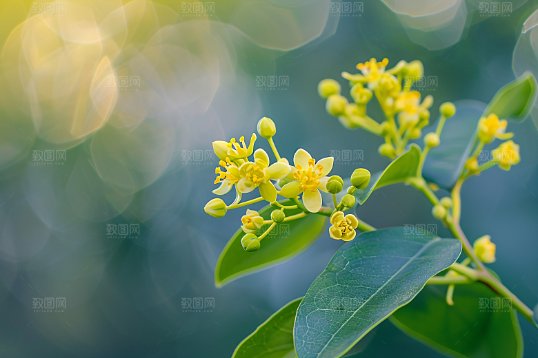 桂花高清清新摄影图