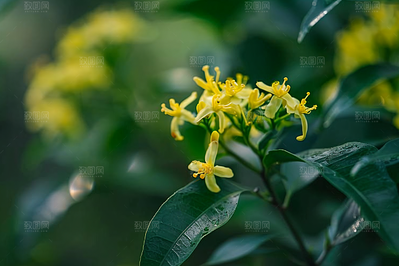 桂花初秋芬芳摄影图