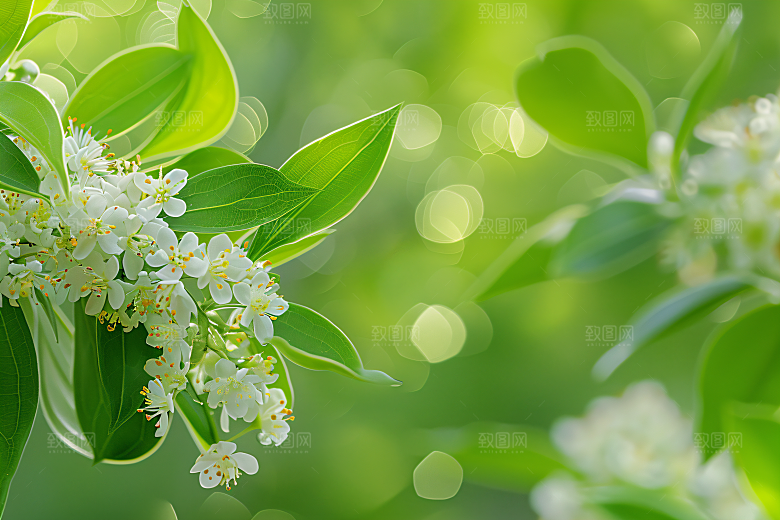 桂花植物芬芳摄影图