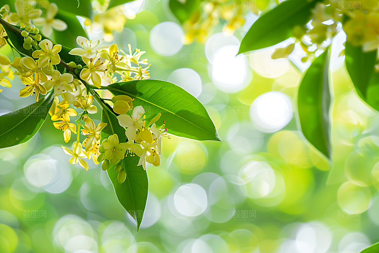 桂花初秋秋季摄影图