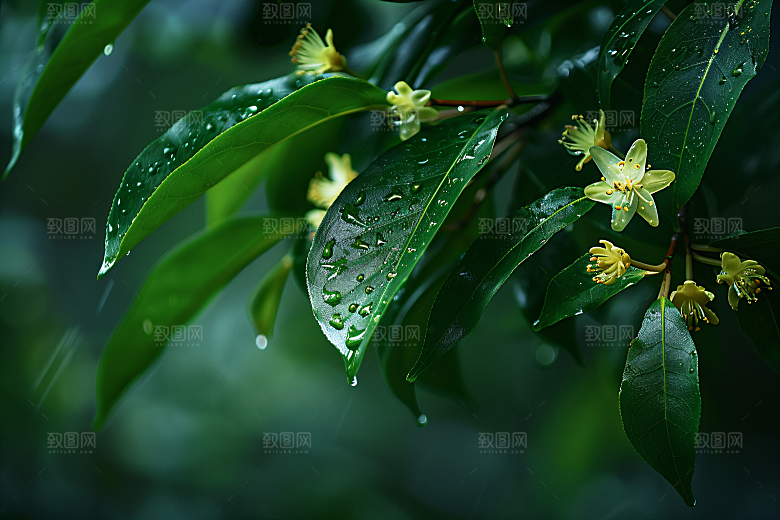 桂花秋季金桂摄影图