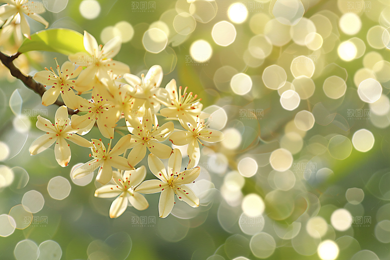 桂花清新金桂摄影图