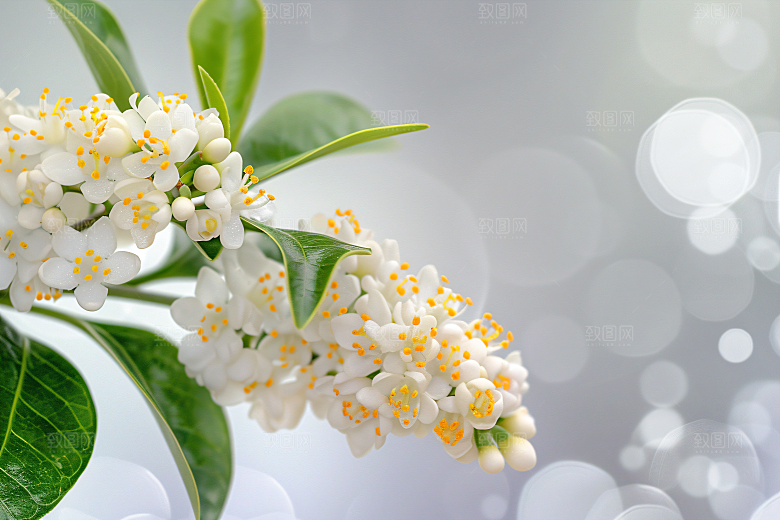桂花高清初秋摄影图