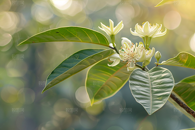 桂花金桂初秋摄影图