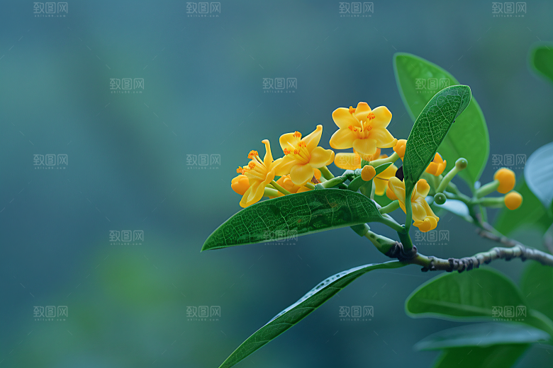 桂花初秋芳香摄影图