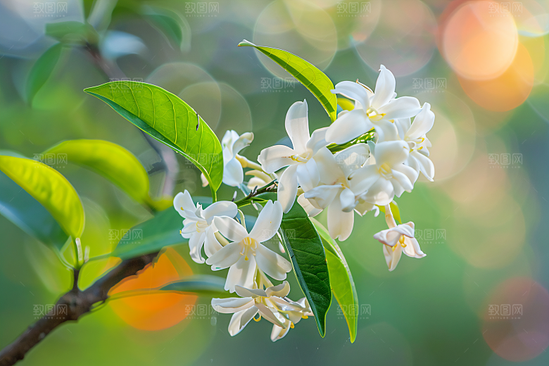 桂花自然金桂摄影图
