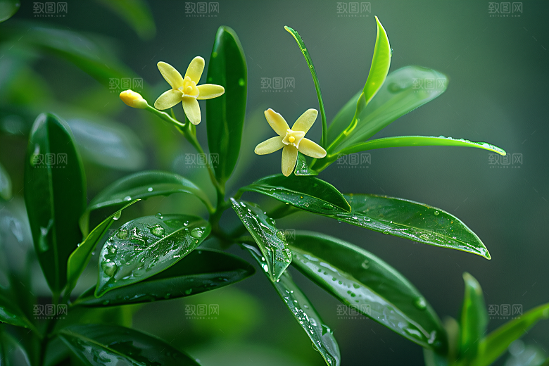 桂花芳香花朵摄影图