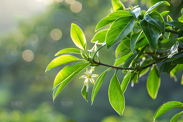 桂花芬芳秋季摄影图