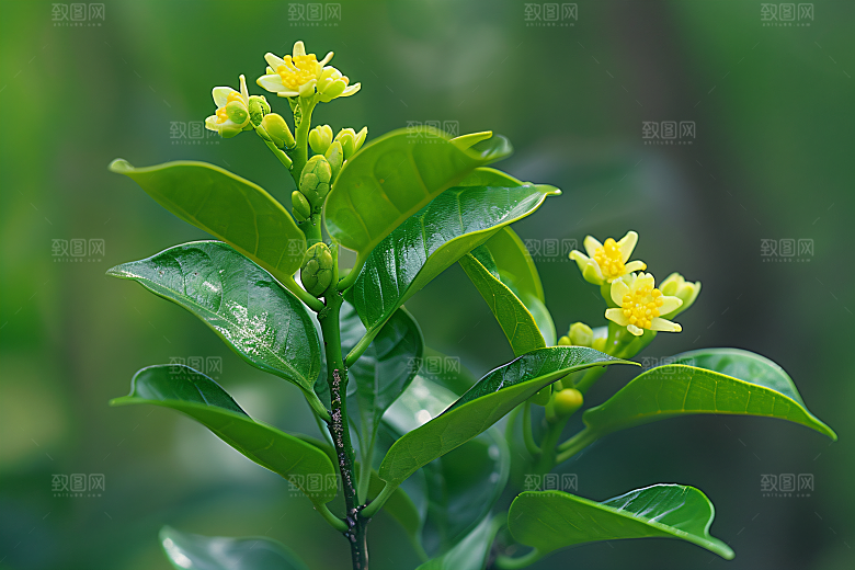 桂花高清花朵摄影图