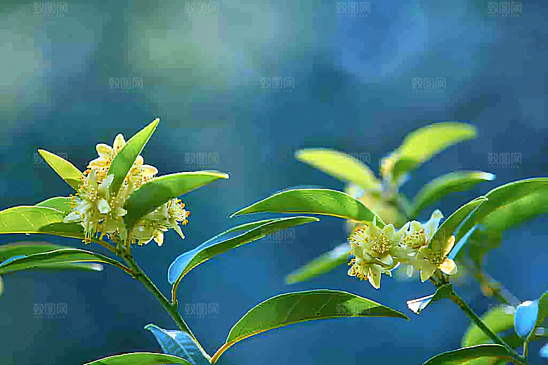 桂花树木自然摄影图