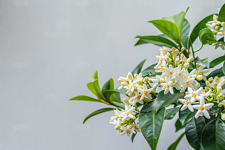 桂花树木植物摄影图