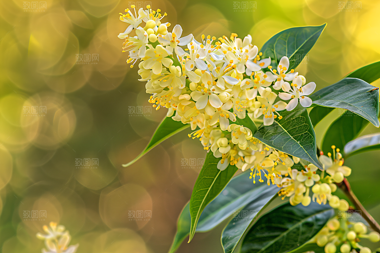 桂花初秋花卉摄影图
