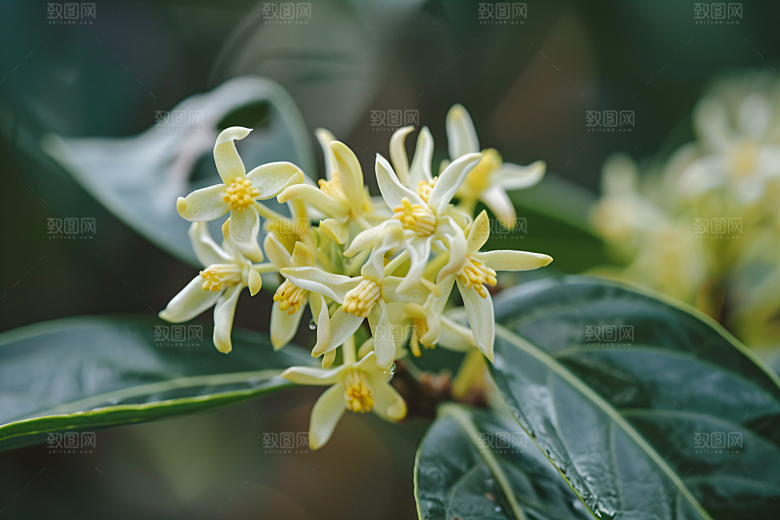 桂花自然初秋摄影图