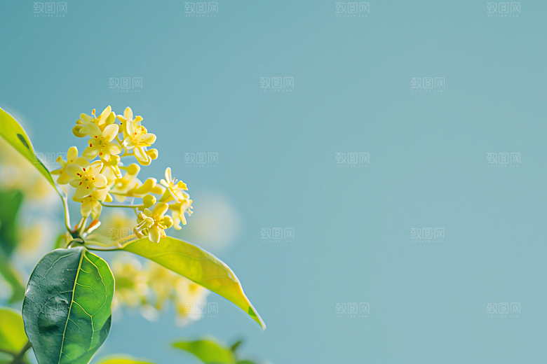 桂花四季桂树木摄影图