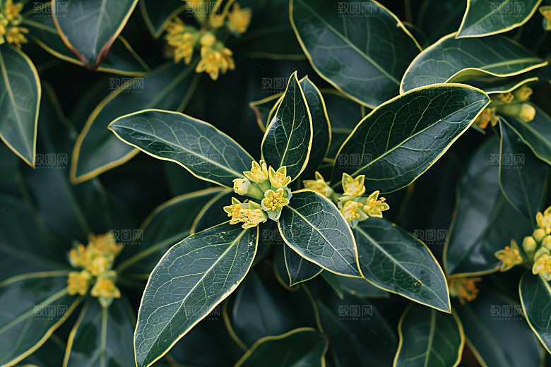 桂花初秋植物摄影图