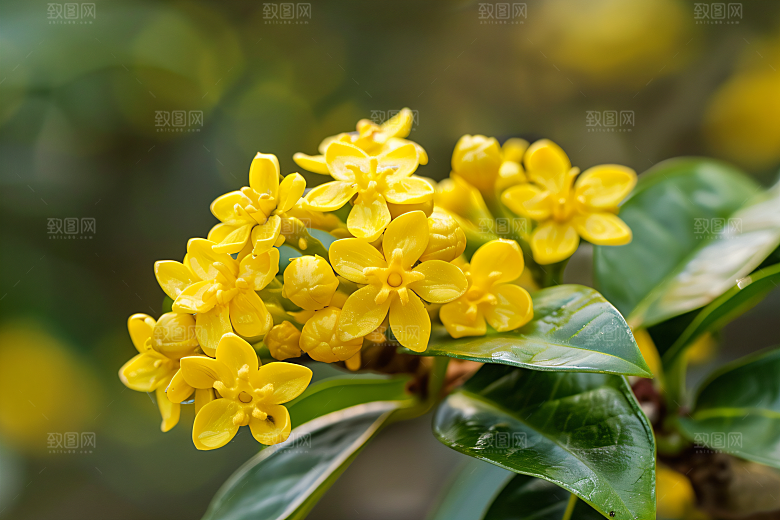 桂花花卉唯美摄影图