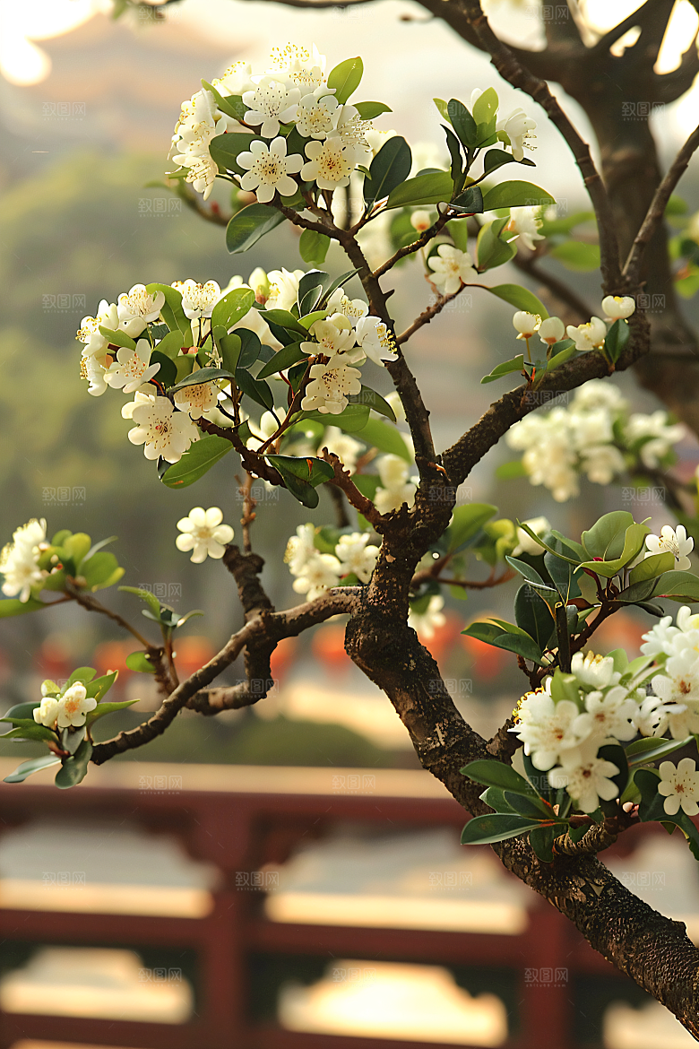 桂花芳香金桂摄影图