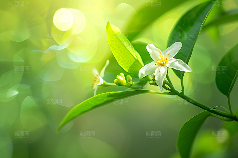 桂花初秋高清摄影图