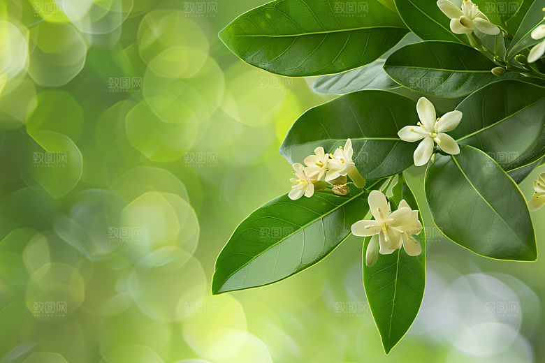 桂花四季桂自然摄影图