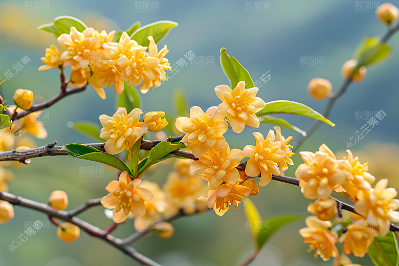 桂花植物金桂摄影图