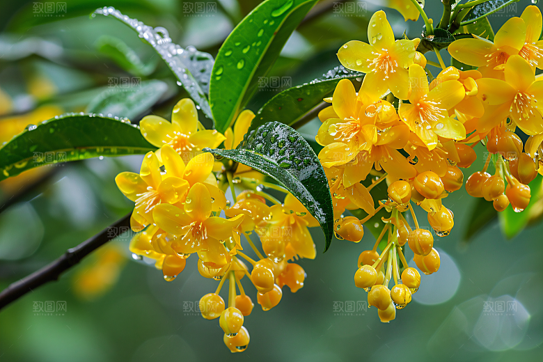 桂花花卉芳香摄影图