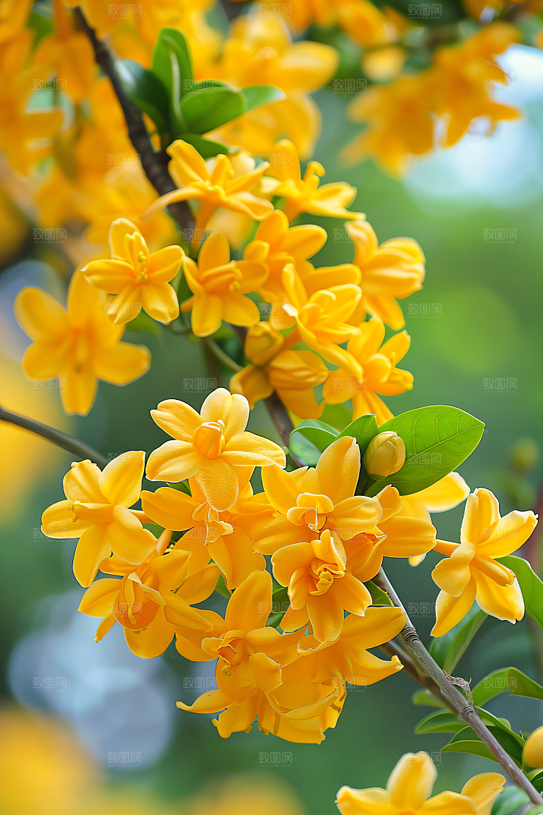 桂花金桂花卉摄影图