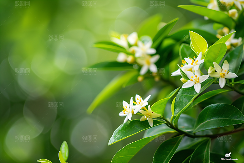 桂花高清唯美摄影图