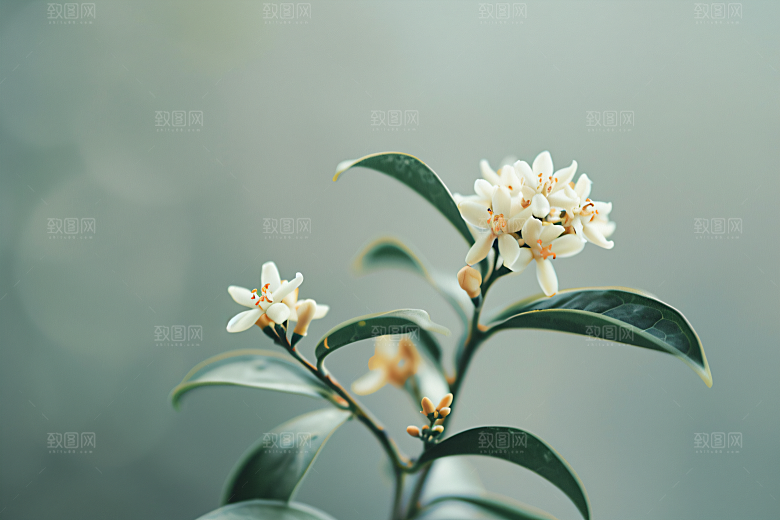 桂花自然芳香摄影图