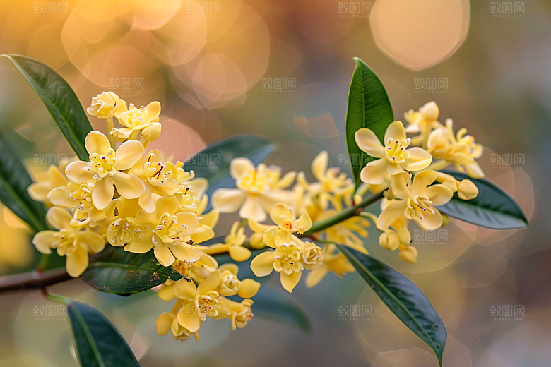 桂花金桂树木摄影图