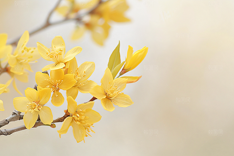 桂花高清花卉摄影图