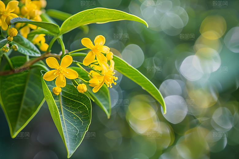 桂花高清芬芳摄影图
