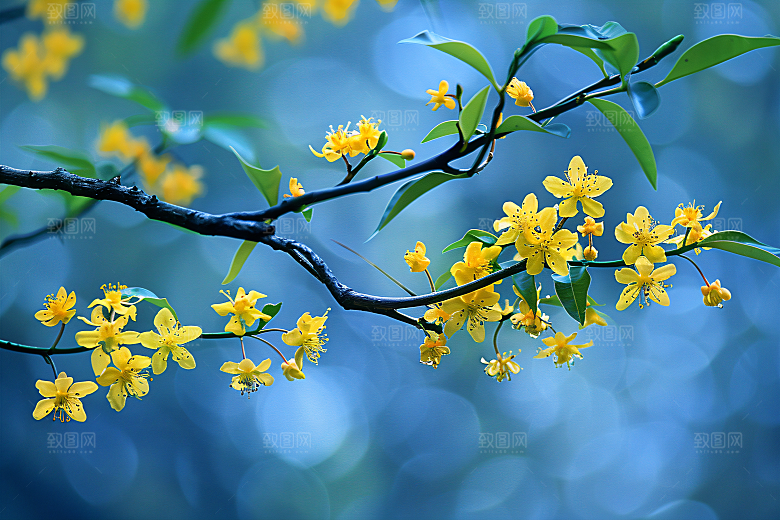 桂花清新花朵摄影图