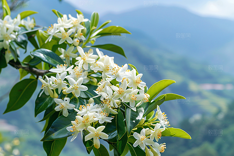 桂花金桂初秋摄影图