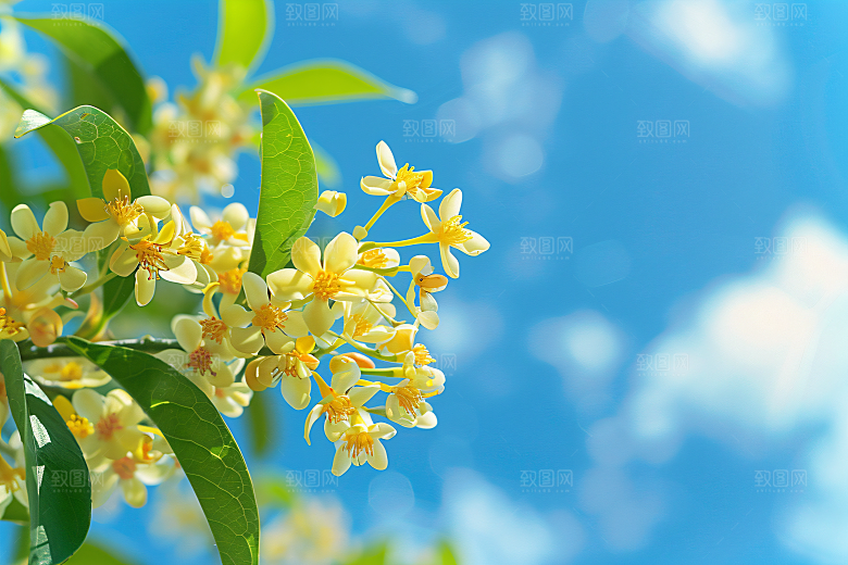 桂花花朵植物摄影图