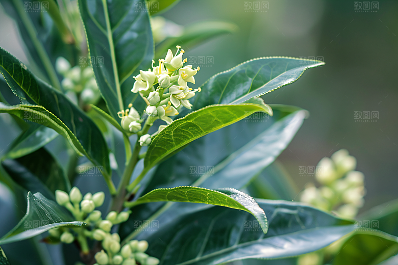 桂花清新芳香摄影图
