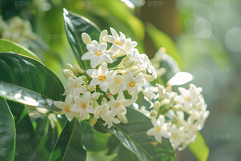 桂花唯美芬芳摄影图