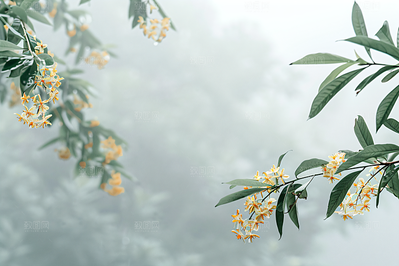 桂花芳香植物摄影图