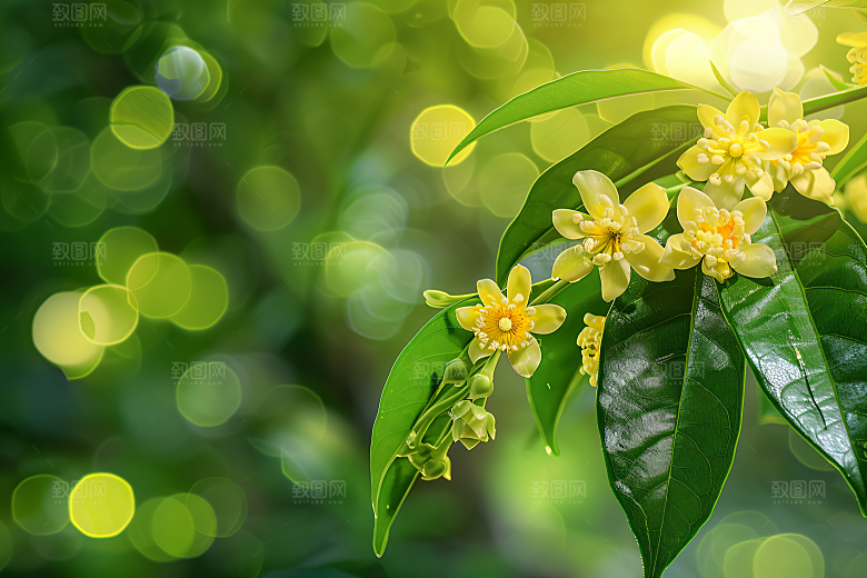 桂花自然清新摄影图