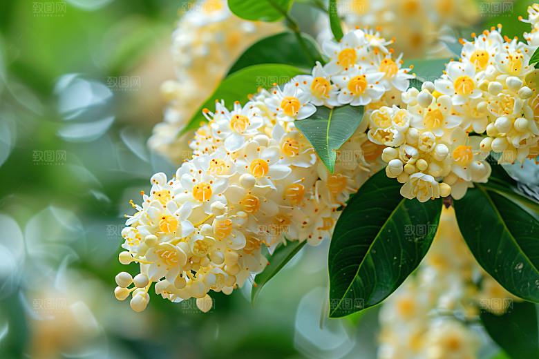 桂花高清芳香摄影图