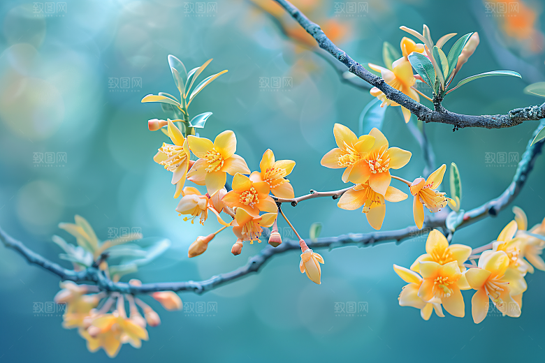 桂花秋季花卉摄影图