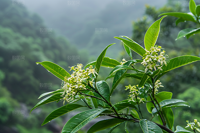 桂花清新花卉摄影图