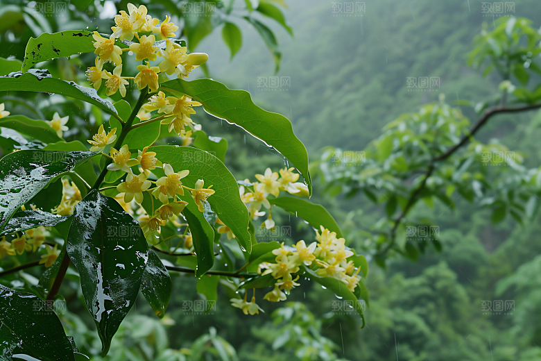桂花植物花朵摄影图