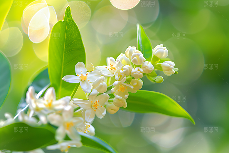 桂花花朵芳香摄影图